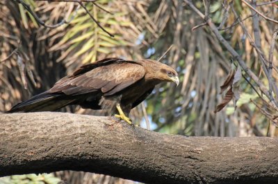 Black Kite - 69 163