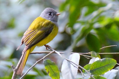 Grey Headed Canary Fly catcher - 69 226