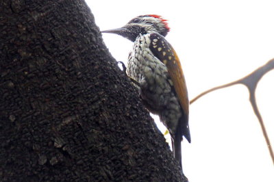 Black-rumped Flameback Woodpecker - 73 202