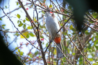 Red-whiskered Bulbul - 73 056