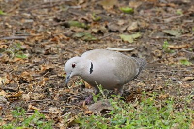 Eurasian Collared Dove - 73 127