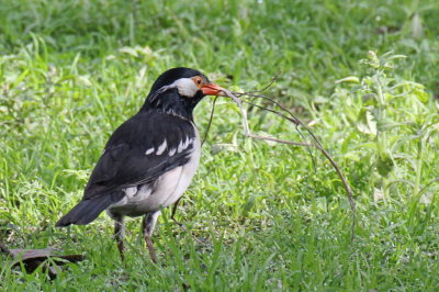 Asian Pied Starling - 74 102