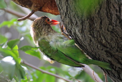 Brown-headed Barbet - 74 227