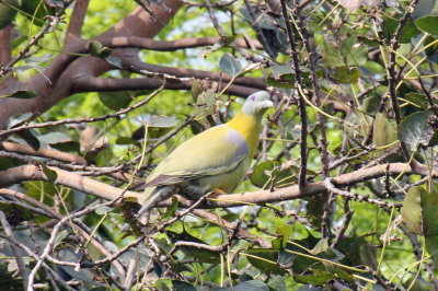 Yellow-legged Green Pigeon - 74 219