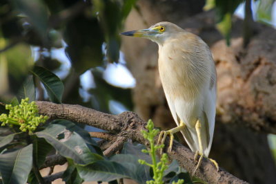 Indian Pond Heron - 79 021