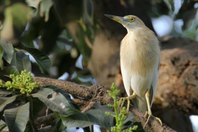 Indian Pond Heron - 79 031