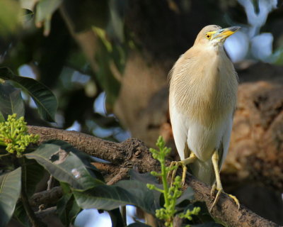 Indian Pond Heron - 79 032