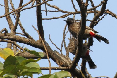 Red-vented Bulbul - 79 085