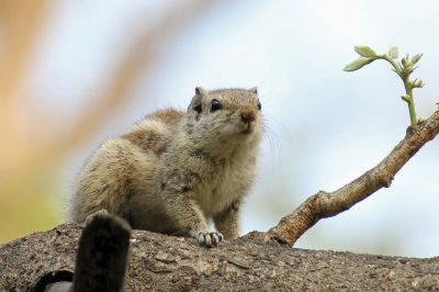 Indian Squirrels