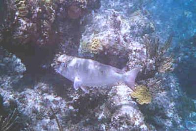 g4/13/105013/3/59138574.blue.jpg