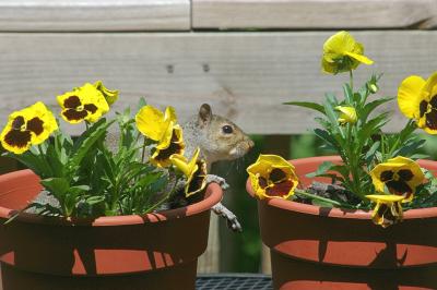 Squirrel Respite