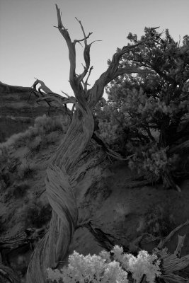 Arches_NP_IMG_6769bw.jpg