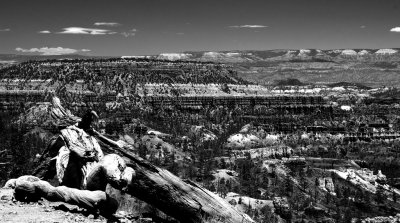 Bryce_Canyon_IMG_6820bw.jpg