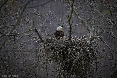 Oil Creek State Park Bald Eagle Family