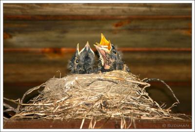 g4/13/288013/3/29520614.BabyRobins.jpg