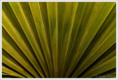 Atlanta Botanical Garden