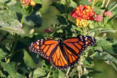 Monarch-2683