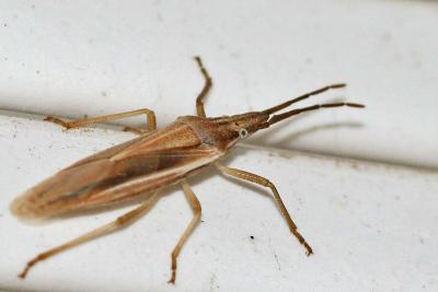Bug-3138