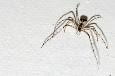 Spider-3136
