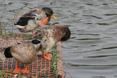 Ducks Grooming