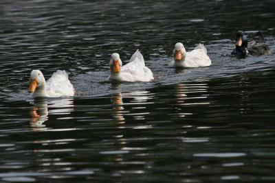 Ducks In a Row-