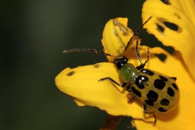 Bug-3228