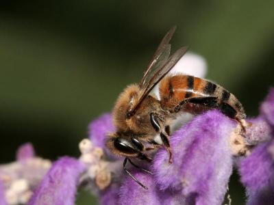 Bee-3271