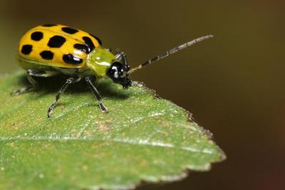 Bug-325