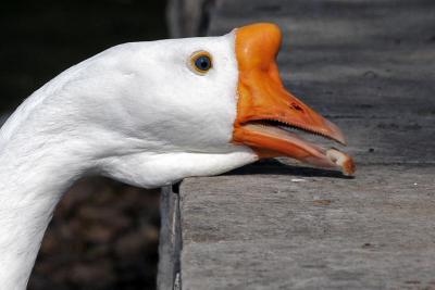 Duck Bread-3333