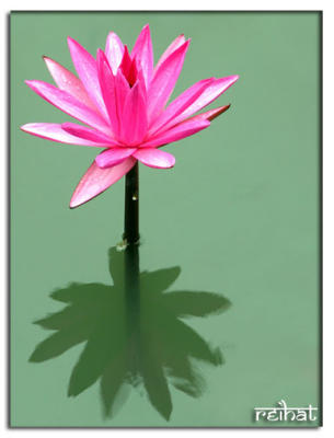 Lily 2