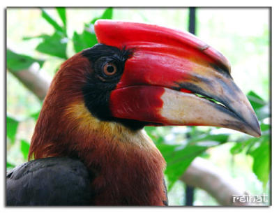 Hornbill
