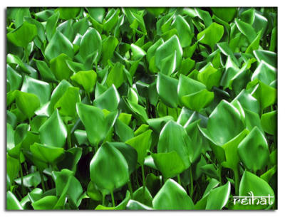 So Green