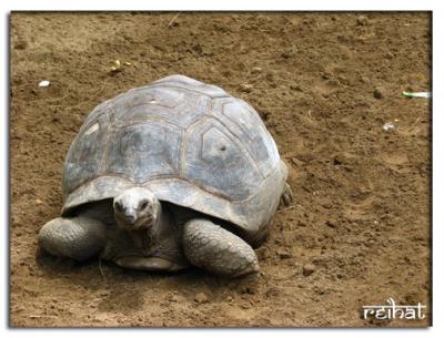 Turtle1