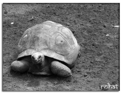 Turtle