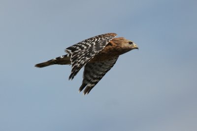 Hawk returning to nest area.jpg