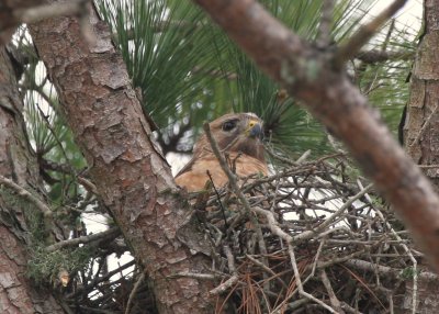 Mama in the nest.jpg