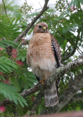 Hawk in mimosa.jpg