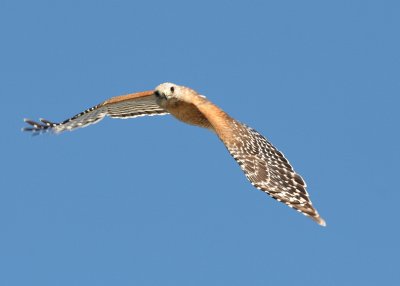 Male Hawk 01.jpg