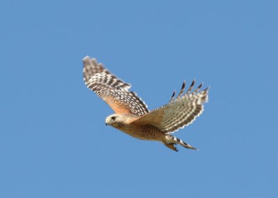 Male Hawk 03.jpg