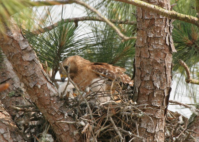 Mama and Chicks 01.jpg