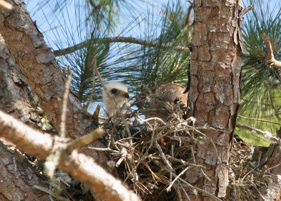 Mama and chick in nest 02.jpg