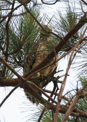 Chick on Limb.jpg