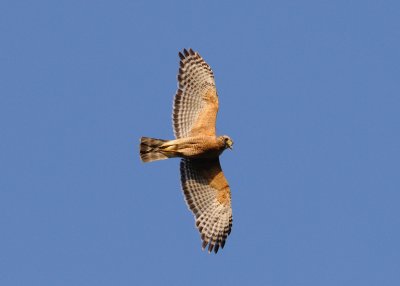 Hawk with anole.jpg