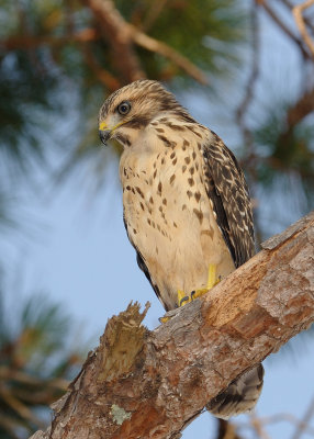 Red Shouldered Hawks 2011