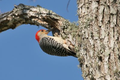 Red Bellied Woodpecker 01.jpg