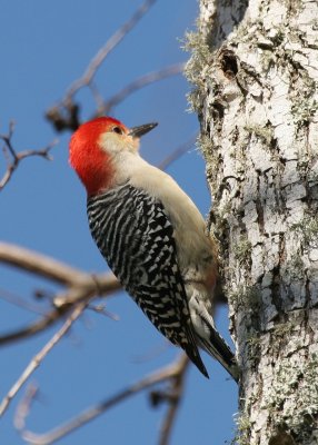 Red Bellied Woodpecker 02.jpg