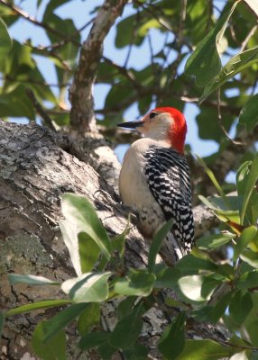 Red Bellied Woodpecker 03.jpg