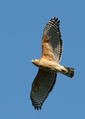 Flying Around 1.jpg