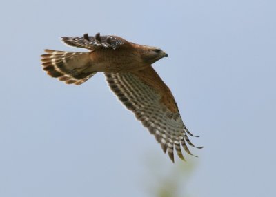 Flying Around 2.jpg