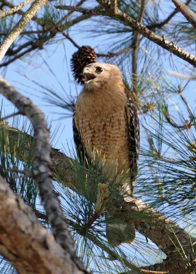 Hawks Nesting 007.jpg